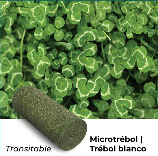 Microtrébol | Trébol blanco