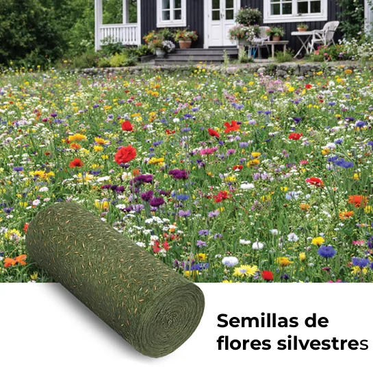 Semillas de flores silvestres