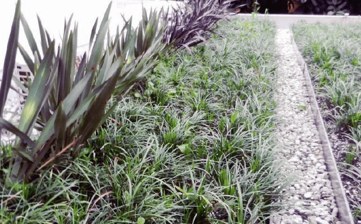 Intensivo /160 Pradera